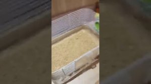 Идеальное колесо !!! Для  сирийского хомячка.