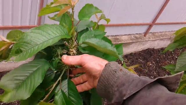 Обрезка черешни летом. смотреть онлайн