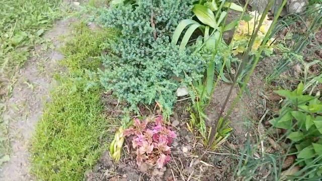 Начало цветения клематисов. Фонтан на сухом ручье. О прекрасной незнакомке-самосеве. Снова заморозк смотреть онлайн