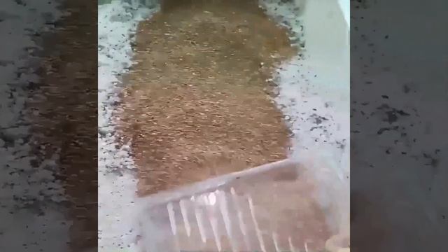 БЕГОНИЯ ЭЛАТИОР выращивание к 8 марта, получила черенки. смотреть онлайн