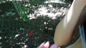 Гуляем по Кубинской глубинке, увидели как растёт кофе, голубой агава, ягодки названия Алиша!