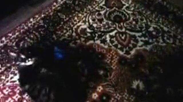 Приколы с котами