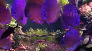 дискусы в аквариуме травнике 450 литров