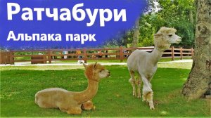 Тайланд. Очаровательный альпака парк в провинции Ратчабури. ч3