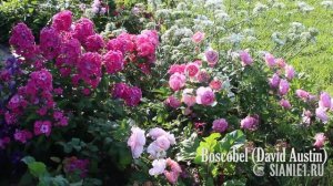 Боскобель (Boscobel) английская роза.
