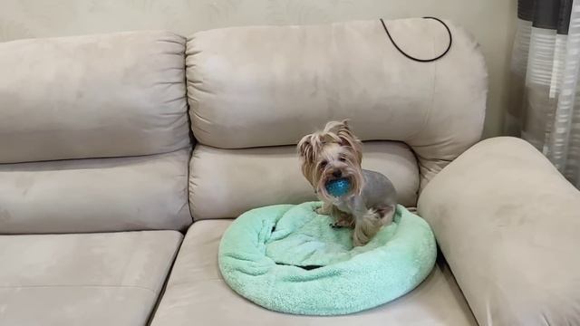 Примерка купальника?️ Чемоданное настроение ? смотреть онлайн