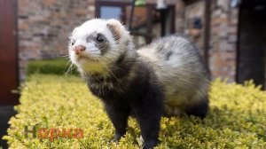 Азбука и животными / ABC and Animals