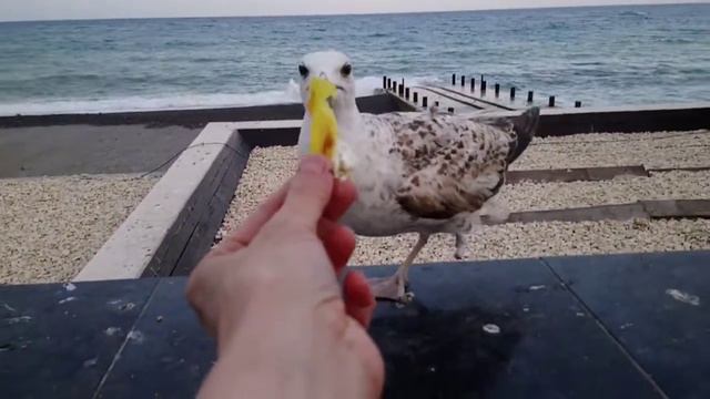 Морская чайка  без лапки.