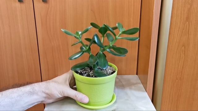 Денежное дерево. Толстянка. Обзор деревьев.