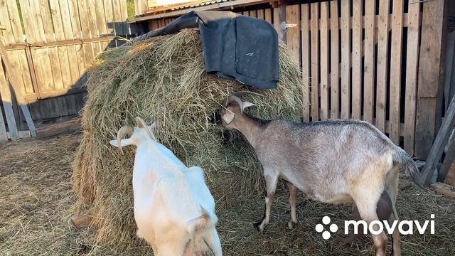 Сколько козе надо сена?//В крольчатнике// смотреть онлайн