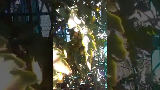 Томат 