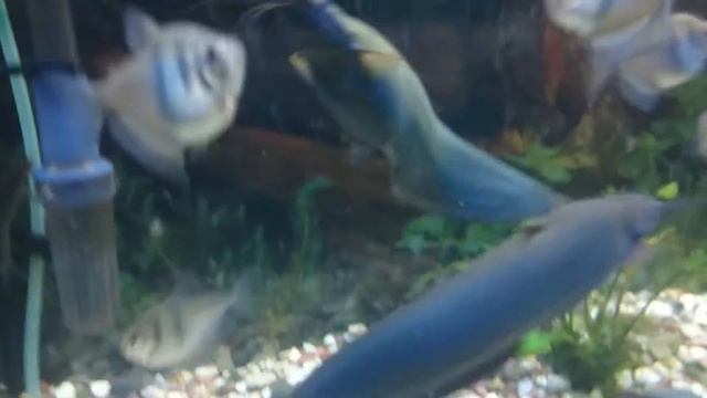 Мешкожаберные сомы. смотреть онлайн