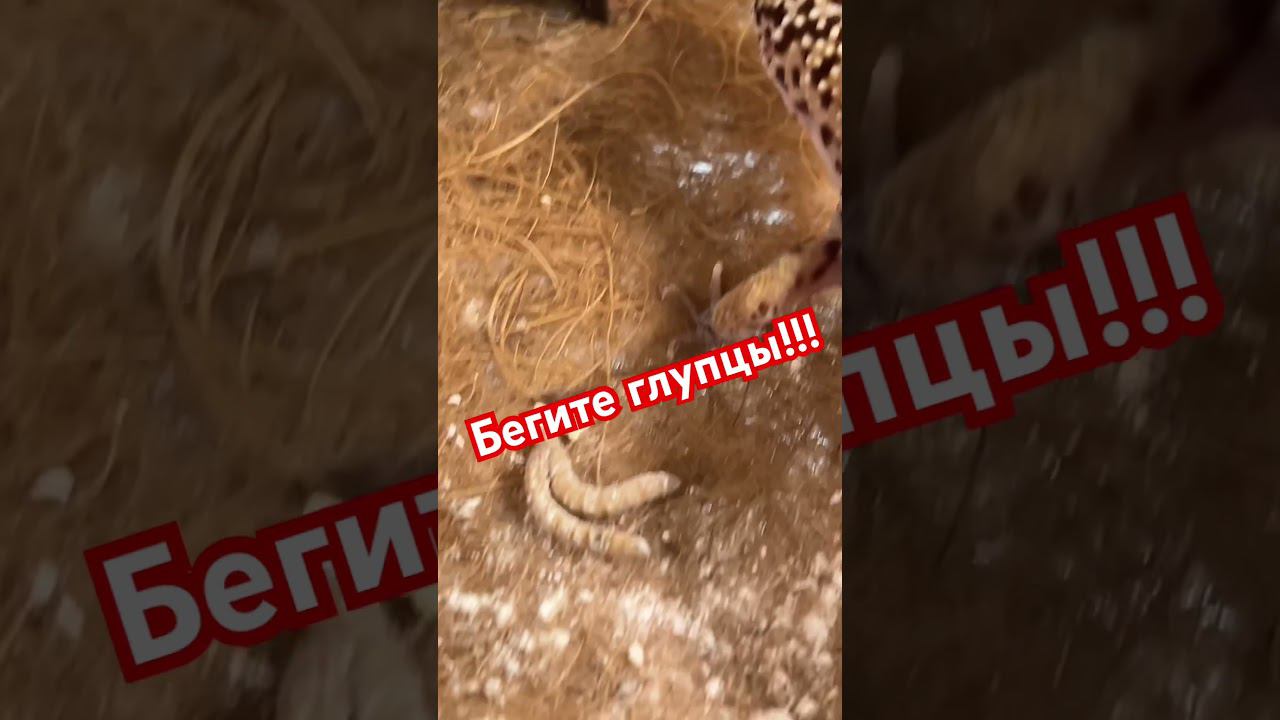 Бегите! #shortvideo #москва #zoolife #экзотика #zoo #зверьёмоё #эублефар #ящерица #еда #корма