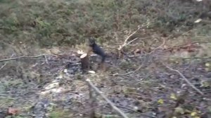Ягдтерьер. Натаска по фазану (часть1). Закарпатье Pheasant training of the jagdterrier.