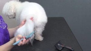 Бишон-фризе - О породе - Как выбрать щенка Бишона-фризе?