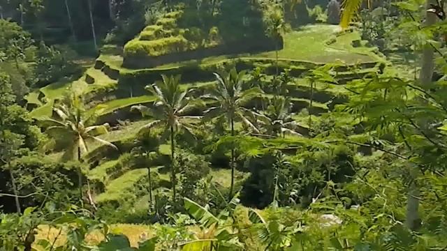 BALI'S stunning RICE TERRACES ? of Tegallalang on hill slopes, Indonesia