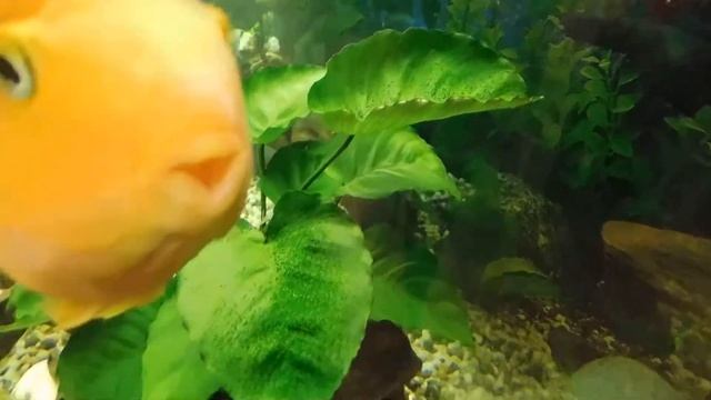 Декорируем цихлидник корягами и живыми растениями. смотреть онлайн