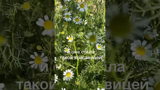 КАК СУШИТЬ РОМАШКУ #рудадень #жизньвдеревне #ромашки