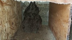 как себя ведёт курица перед тем как снести яйцо