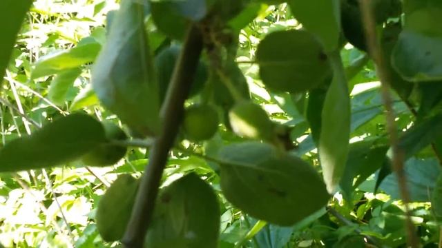 Обильный урожай яблони.Опора для яблони своими руками.Яблоня уход и выращивание смотреть онлайн