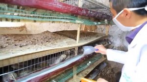 UY SHAROITIDA BEDANA BOQISH! Уй шароитида бедана бокиш сирлари! #уйшароитида