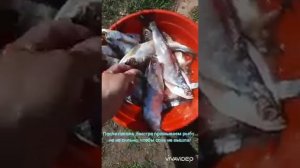 Как быстро приготовить и высушить рыбу чехонь.
