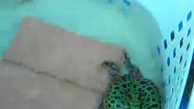 Ornate Horned frogs mating call 2 смотреть онлайн