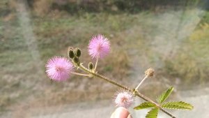 Цветение мимозы стыдливой!