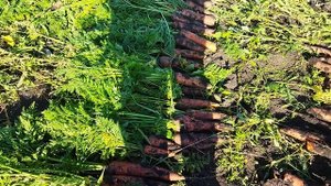 Отличный урожай моркови! Доломитовая мука повышает урожай, делает кислотность почвы нейтральной.