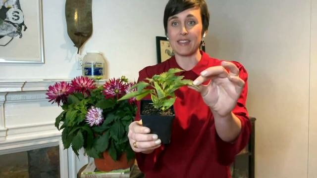 Cottage Farms 3-Pc Megaboom Berry Blast Dahlia Live Plants On QVC