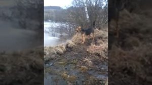 собака на льду