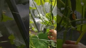 Огурец конкурент, урожайный не прихотливый.