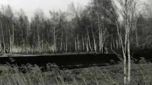 1986 год. Нижнетавдинский район. Весенний лес