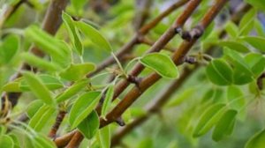 Какие удобрения нужно вносить весной, чтобы получить обильный урожай Груши