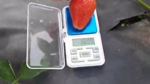 Дегустация   клубники Чив 64