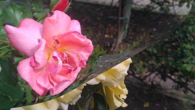 Мои фотографии за июль 2021 года в виде диафильма смотреть онлайн