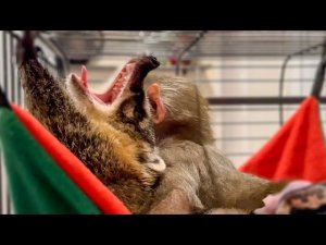 Я укладываю спать Люсю и Соню, но тут пришёл Влад И НАЧАЛОСЬ)))