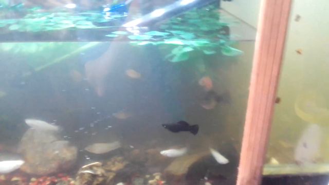 меняем 1000 литров в нескольких аквариумах за 15 минут без труда потратив раз в жизни 380гр лайфхак смотреть онлайн