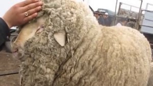 merinos_KG.MOV Сельское хозяйство Кыргызстана, Баран меринос породистый