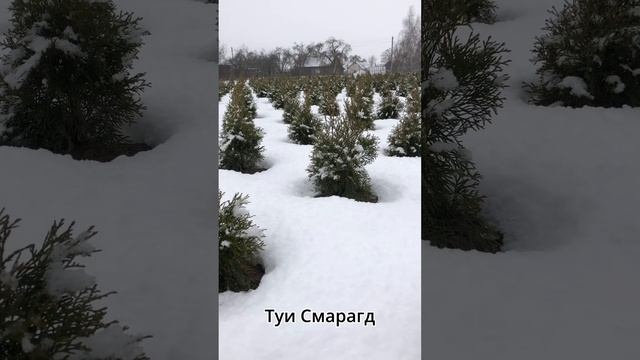 Туя Западная Смарагд. Хвойные растения ?