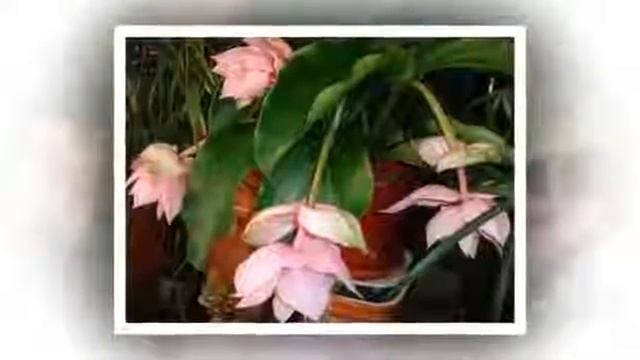 Цветы Мединилла (Medinilla flower)
