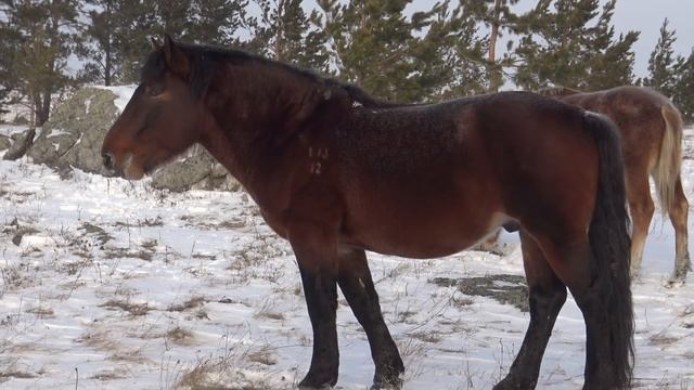 Два табуна на одной горе смотреть онлайн