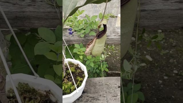 time to eat, nepenthes rafflesiana dark peristome, plant #nepenthes #carnivorousplant