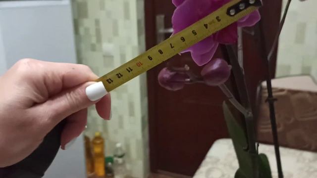 Эластик Лав. Обзор на орхидеи.