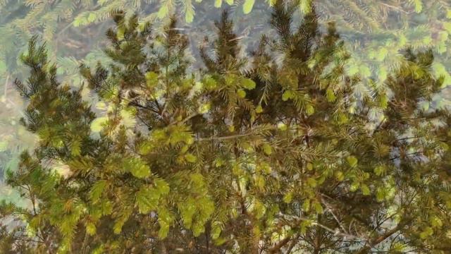 ВЕСНА 🌿 Весенний Relax 🌞 Дыхание Весны 🌸 Наедине с ПРИРОДОЙ.