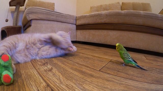 Попугай говорит с котом. Братишка что за безобразие, перестань?