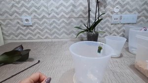 Пересадка  азиатской орхидеи  I-Hsin Mapple Valley.