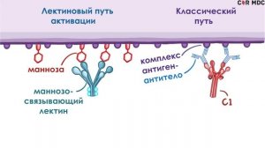 Система комплемента - механизм, составные белки, пути активации