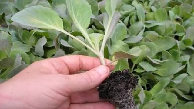 Как правильно выращивать капусту. (агроном Людмила Решетникова) смотреть онлайн