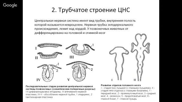 Ключевые признаки хордовых Часть 1 смотреть онлайн